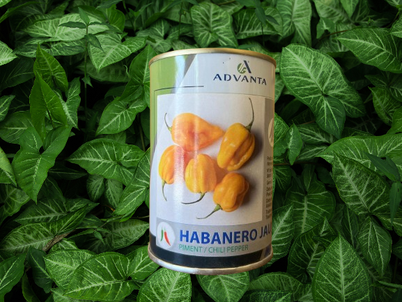 Piment Habanero jaune